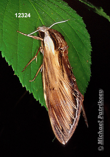 Laurel Sphinx (Sphinx kalmiae)
